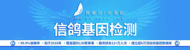 中国赛绩鸽价难高因造假多，鸽真探信鸽DNA可解诚信危机第4张